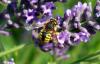 Anthidium manicatum